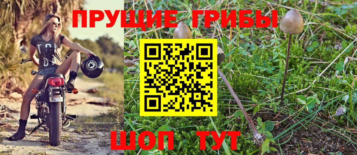 Галлюциногенные грибы MAGIC MUSHROOMS  Псилоцибиновые грибы Cubensis  Губкин  Вход с VPN 