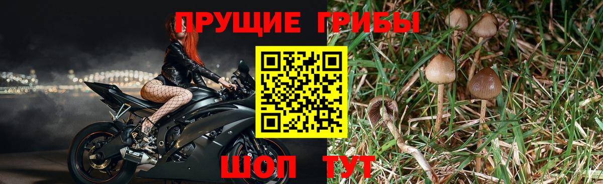 Псилоцибиновые грибы мухоморы Губкин